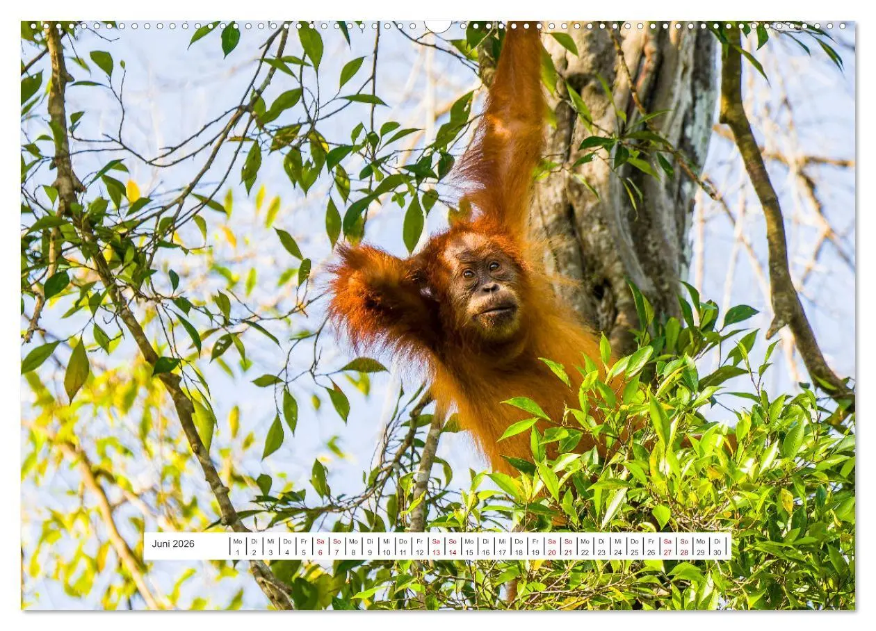 Bild: 9783457390177 | Gunung Leuser Nationalpark und seine Orang Utans (hochwertiger...
