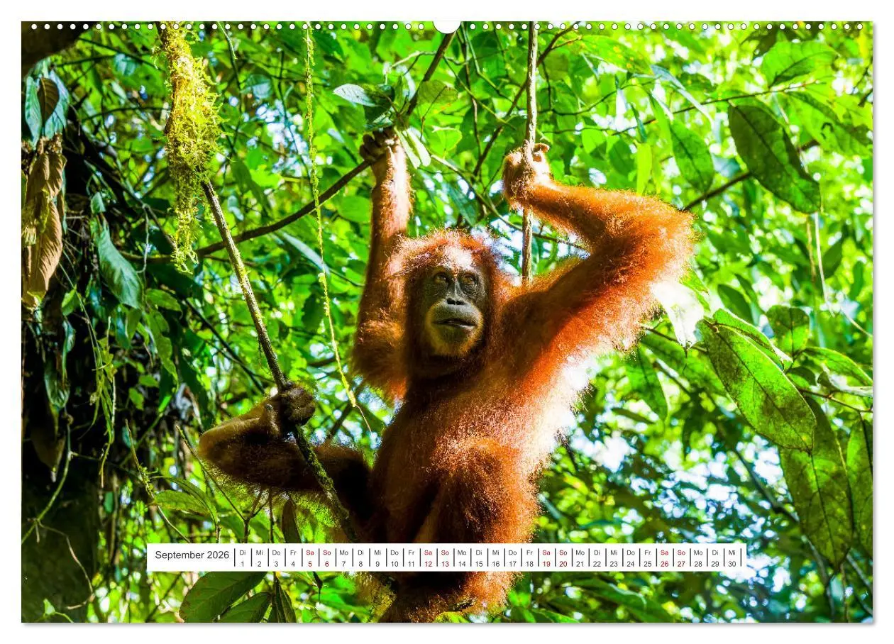 Bild: 9783457390177 | Gunung Leuser Nationalpark und seine Orang Utans (hochwertiger...