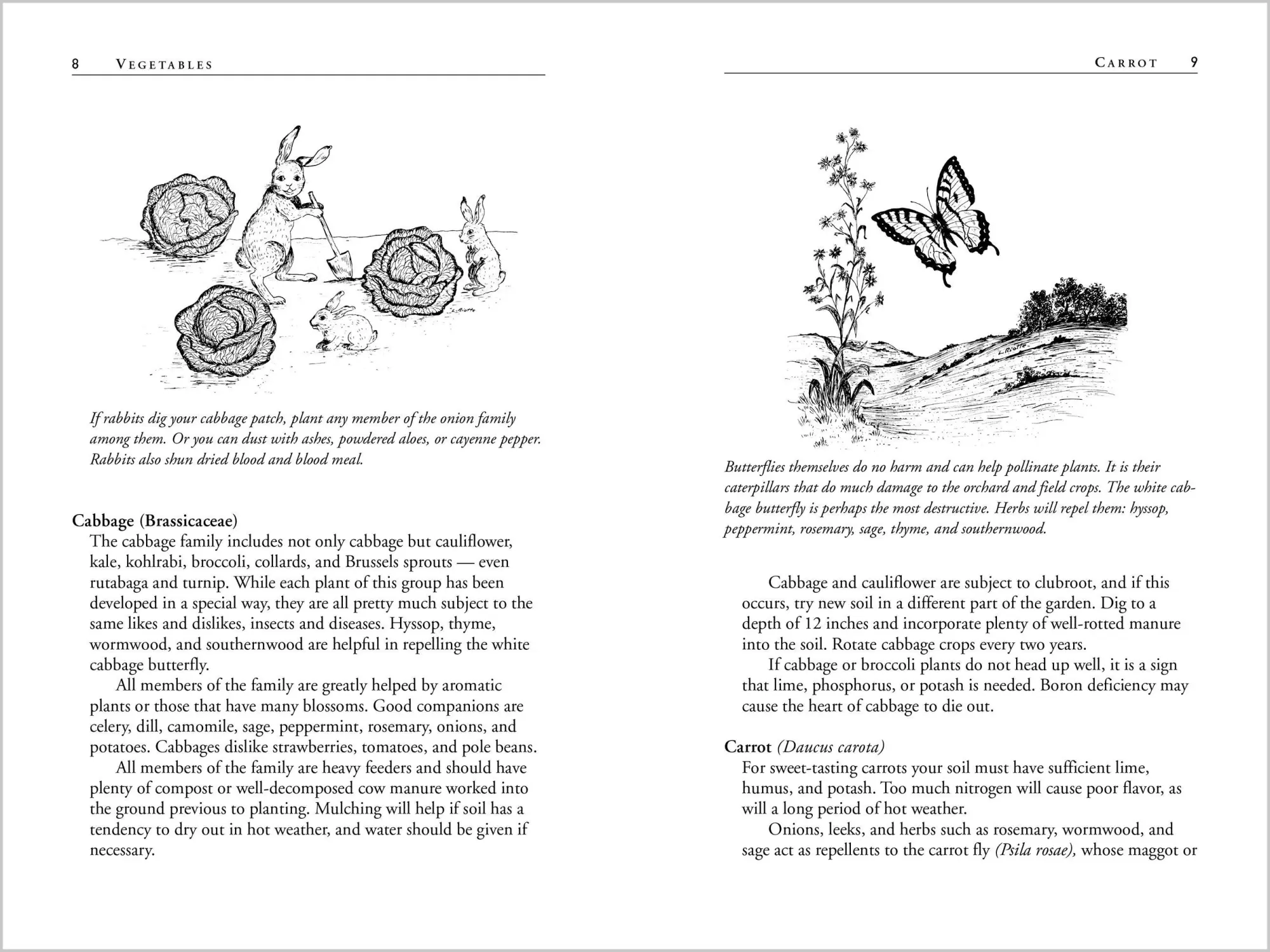 Bild: 9781580170277 | Carrots Love Tomatoes | Louise Riotte | Taschenbuch | Englisch | 1998