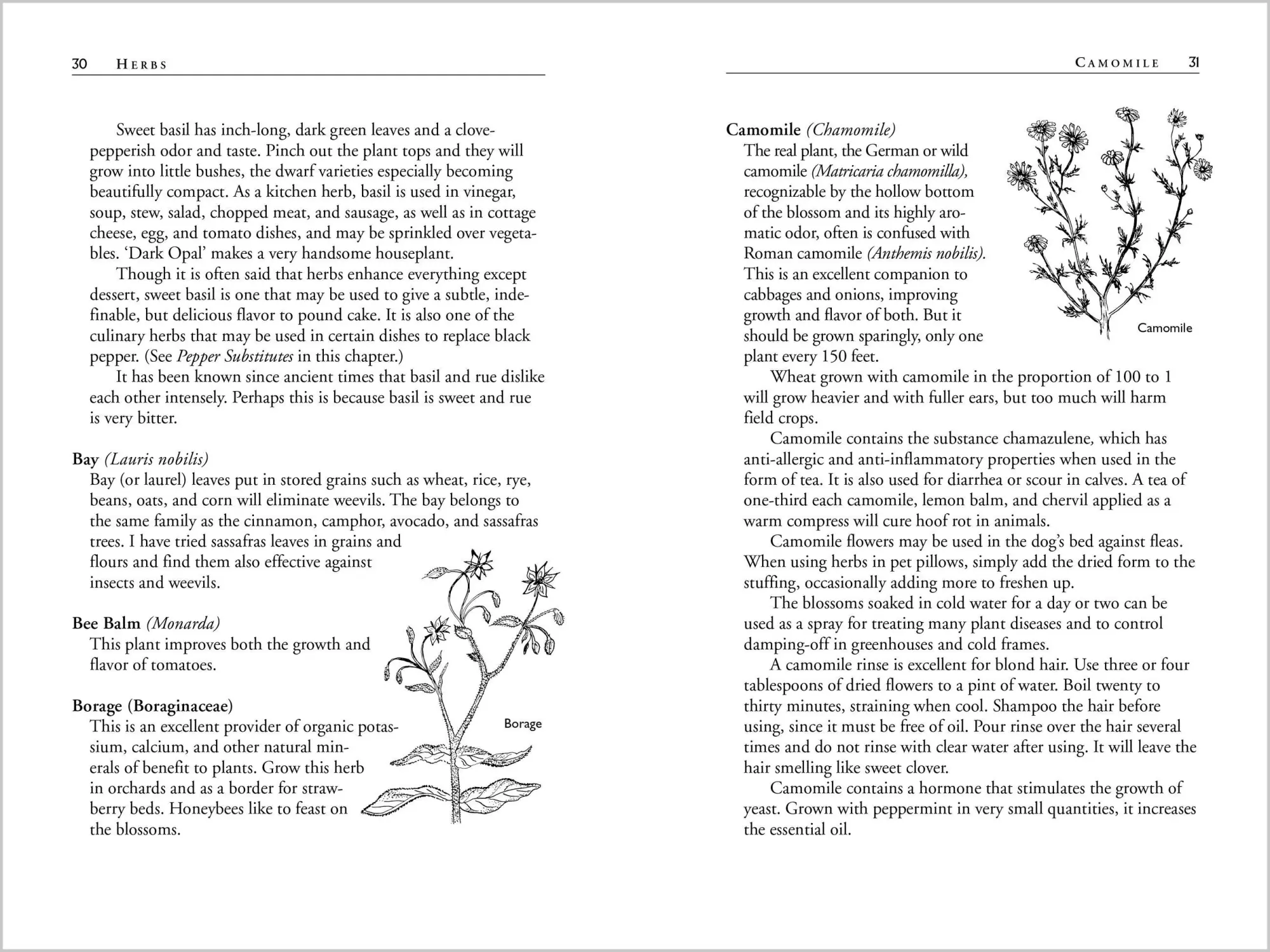 Bild: 9781580170277 | Carrots Love Tomatoes | Louise Riotte | Taschenbuch | Englisch | 1998
