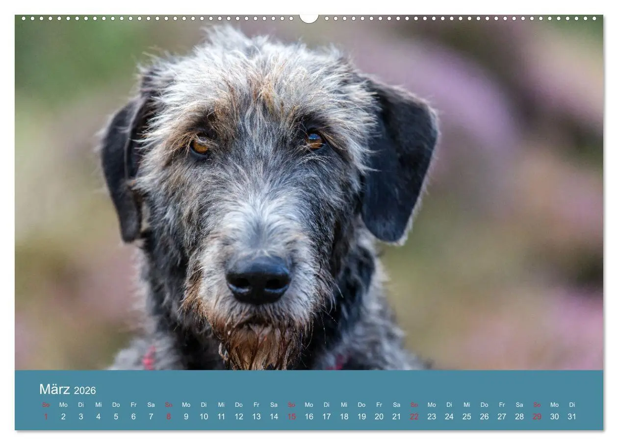 Bild: 9783457760277 | Irische Wolfshunde (hochwertiger Premium Wandkalender 2026 DIN A2...