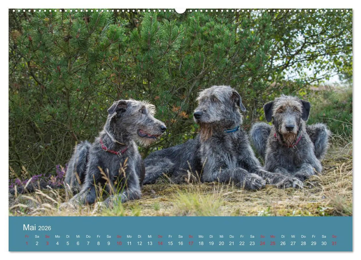 Bild: 9783457760277 | Irische Wolfshunde (hochwertiger Premium Wandkalender 2026 DIN A2...