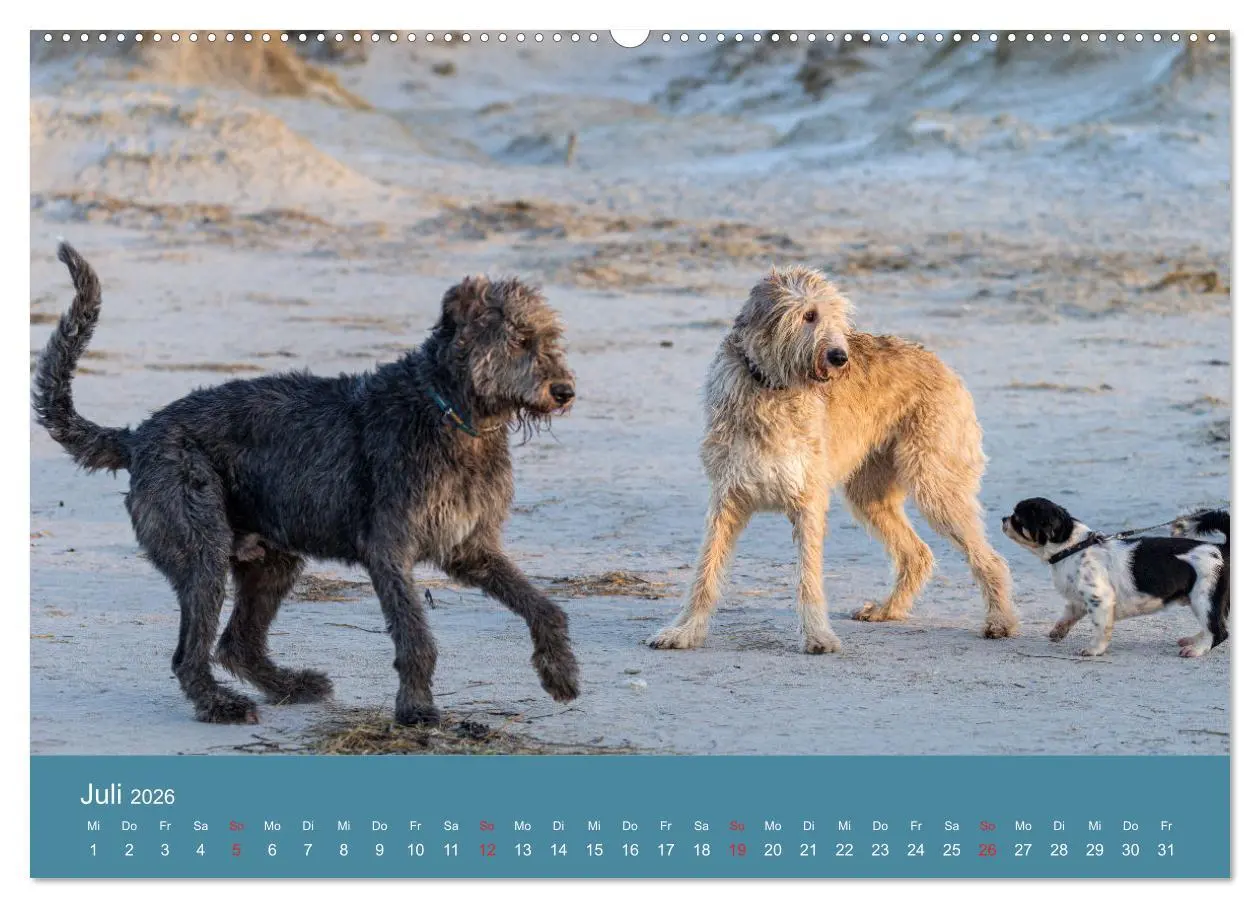 Bild: 9783457760277 | Irische Wolfshunde (hochwertiger Premium Wandkalender 2026 DIN A2...