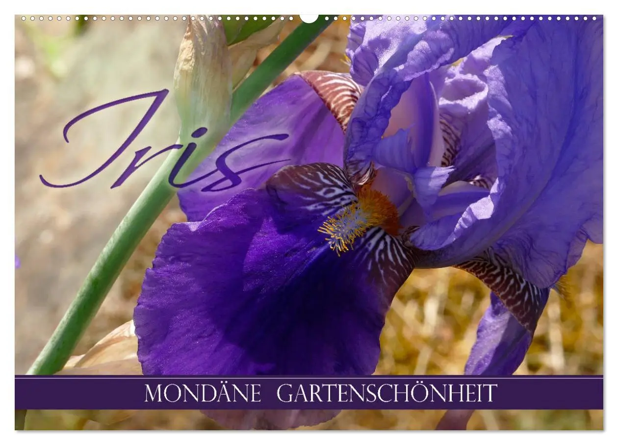 Cover: 9783457830277 | Iris - mondäne Gartenschönheit (Wandkalender 2026 DIN A2 quer),...
