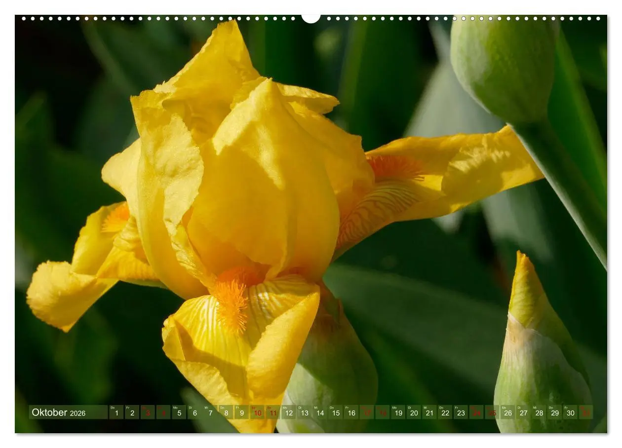 Bild: 9783457830277 | Iris - mondäne Gartenschönheit (Wandkalender 2026 DIN A2 quer),...
