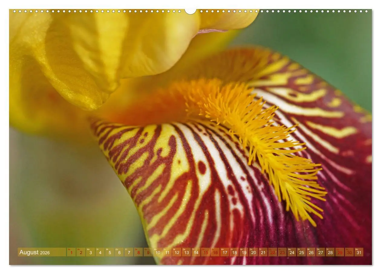 Bild: 9783457830277 | Iris - mondäne Gartenschönheit (Wandkalender 2026 DIN A2 quer),...