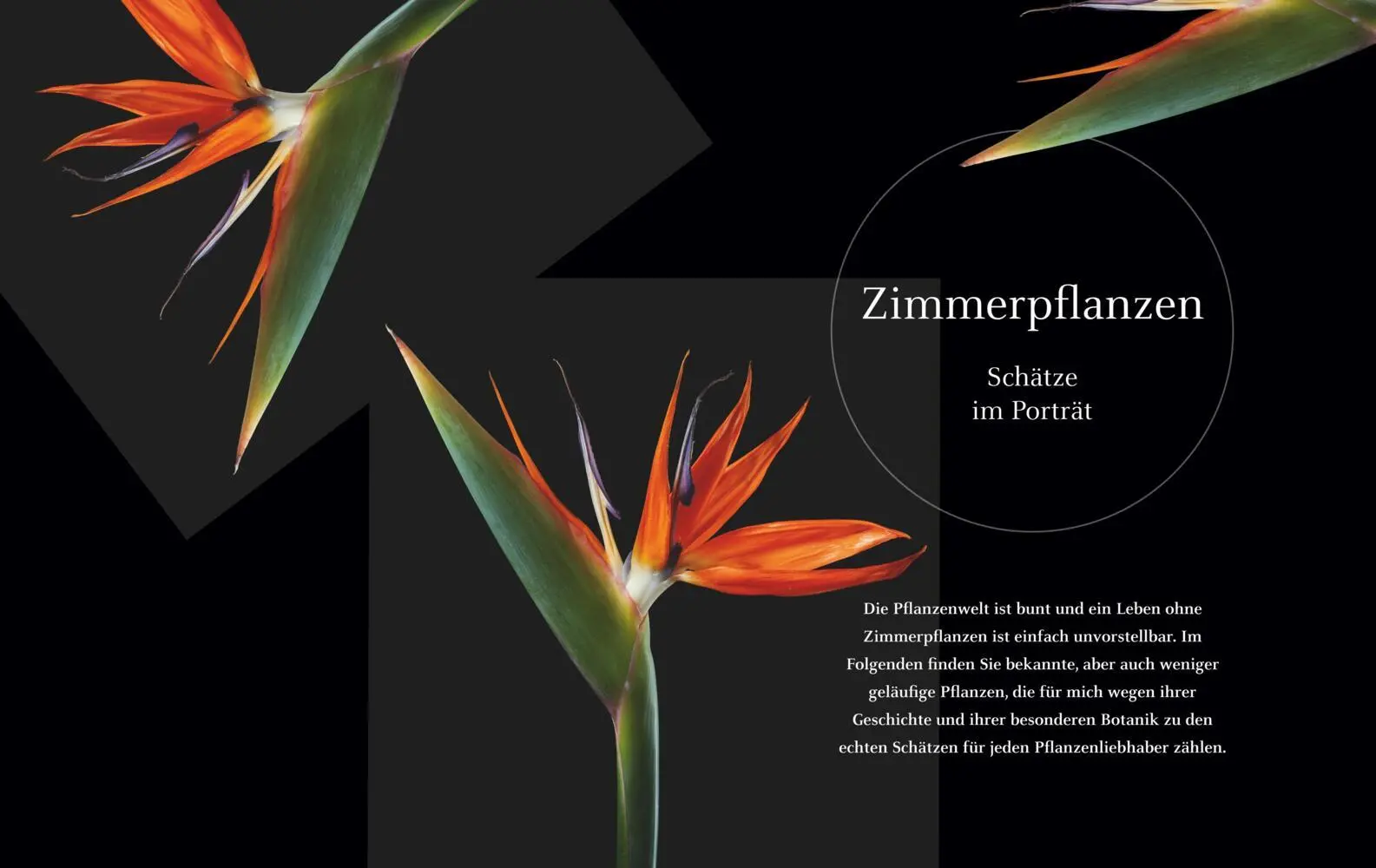 Bild: 9783967470277 | Pflanzenschätze | Till Hägele | Buch | 288 S. | Deutsch | 2020