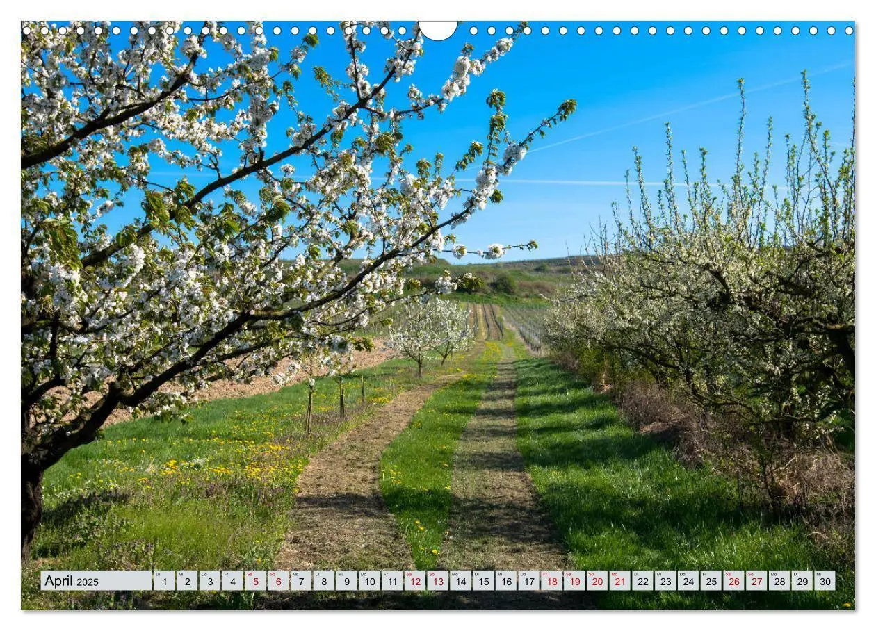 Bild: 9783435350377 | Weinregion Kaiserstuhl (Wandkalender 2025 DIN A3 quer), CALVENDO...