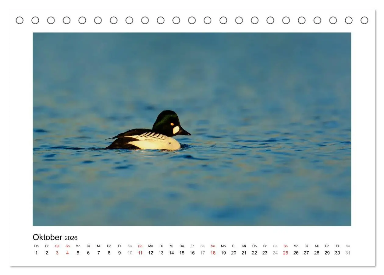 Bild: 9783516080377 | Geschnatter - Enten und Gänse in Deutschland (Tischkalender 2026...