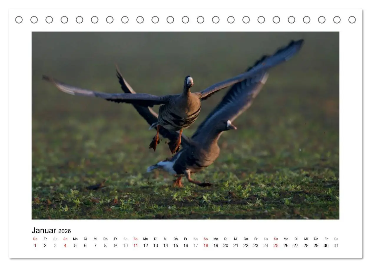 Bild: 9783516080377 | Geschnatter - Enten und Gänse in Deutschland (Tischkalender 2026...