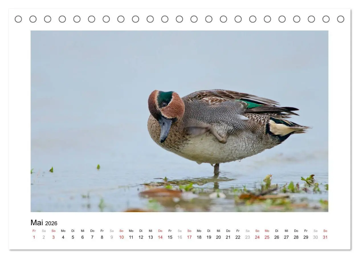Bild: 9783516080377 | Geschnatter - Enten und Gänse in Deutschland (Tischkalender 2026...