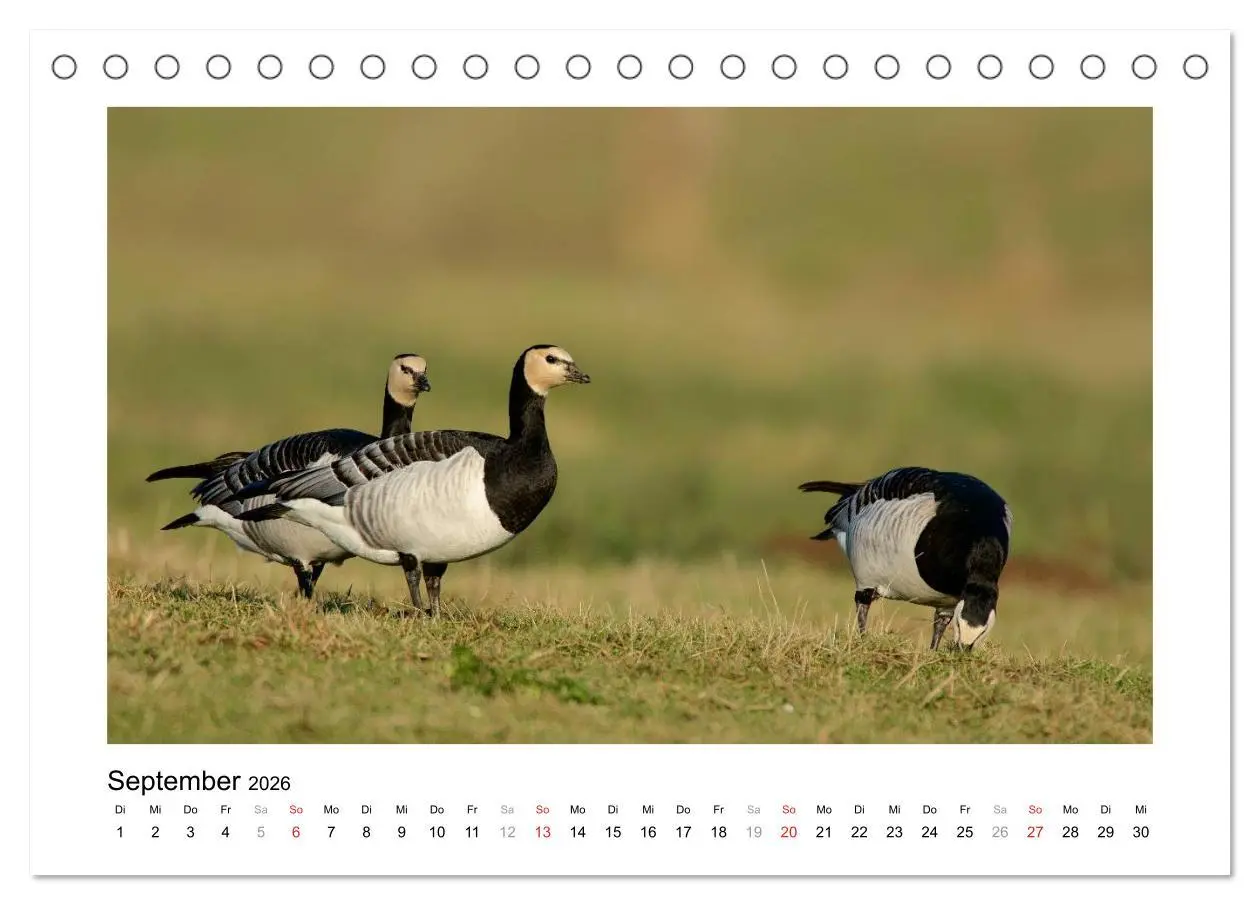 Bild: 9783516080377 | Geschnatter - Enten und Gänse in Deutschland (Tischkalender 2026...