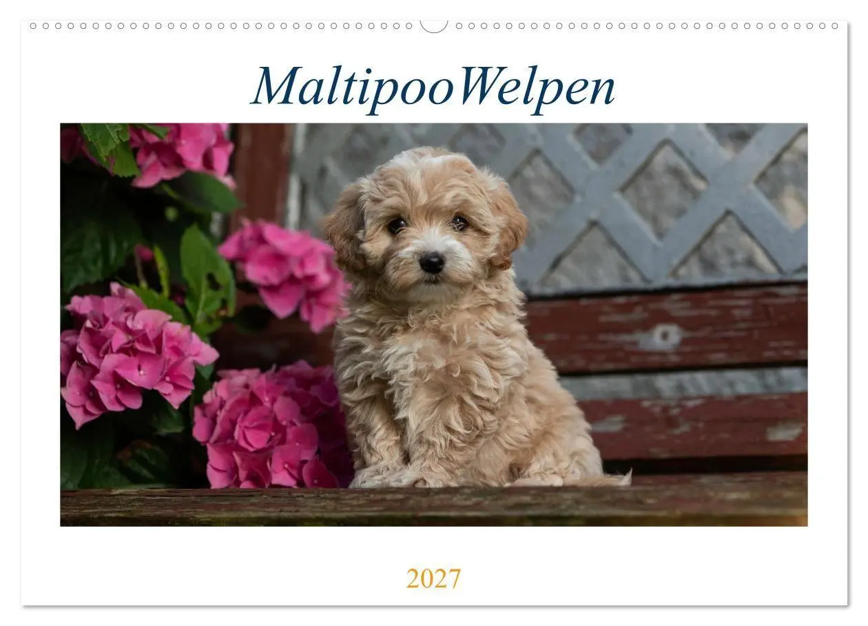 Cover: 9783569480377 | Maltipoo Welpen (Wandkalender 2027 DIN A2 quer), CALVENDO...