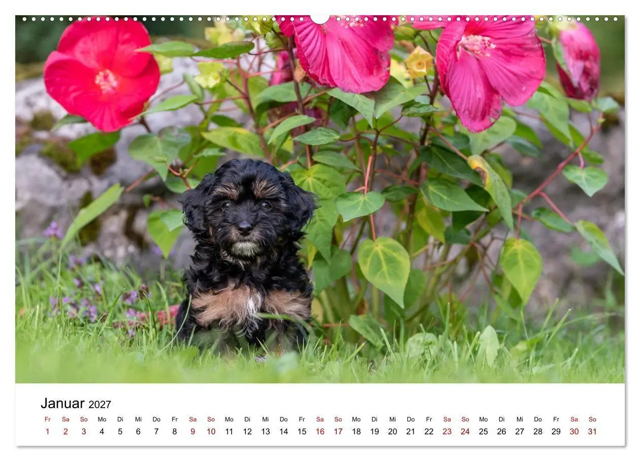Bild: 9783569480377 | Maltipoo Welpen (Wandkalender 2027 DIN A2 quer), CALVENDO...
