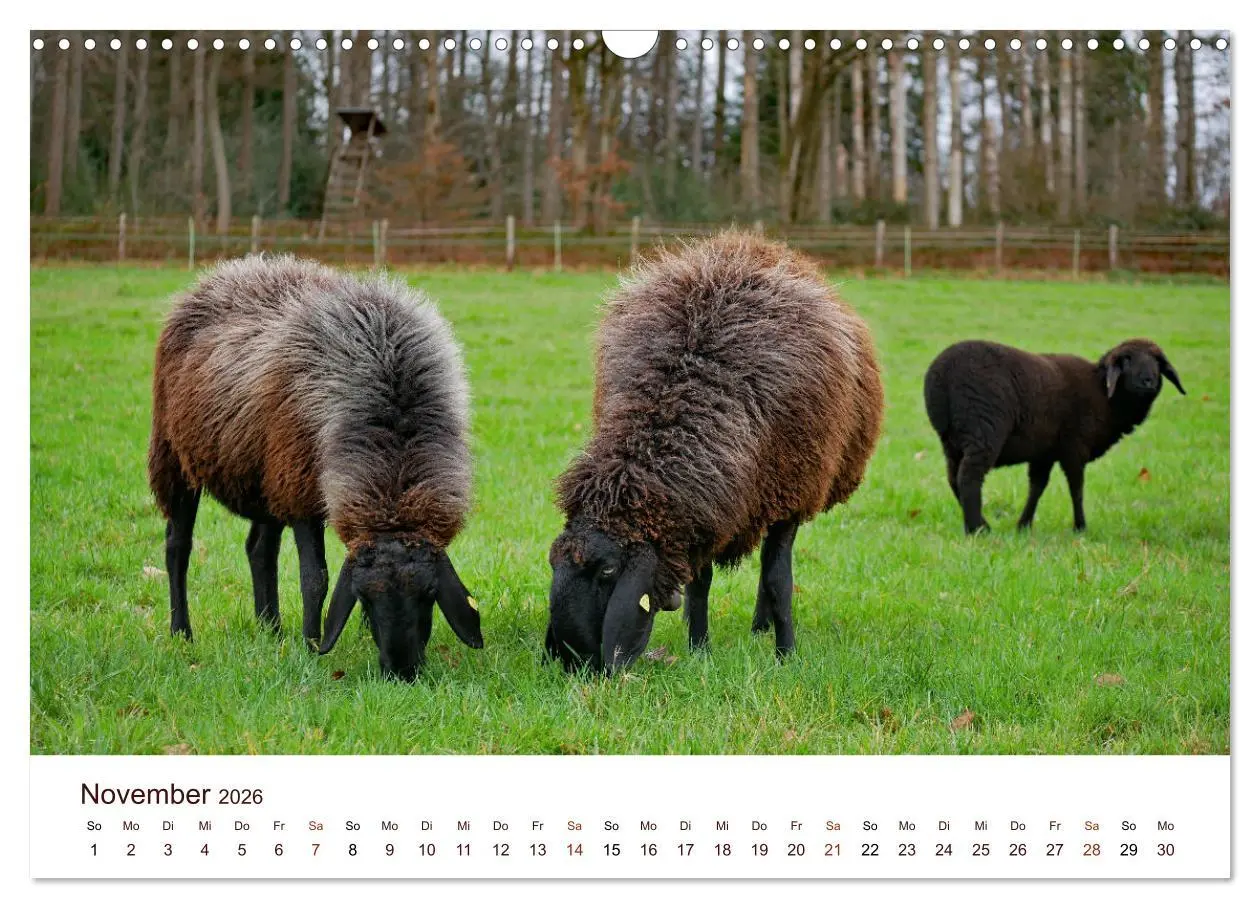 Bild: 9783457740477 | Schöne Schafe (Wandkalender 2026 DIN A3 quer), CALVENDO Monatskalender