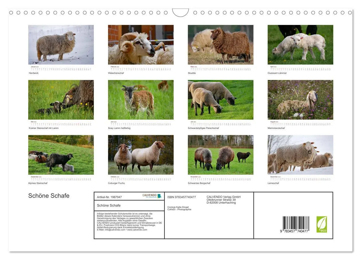 Bild: 9783457740477 | Schöne Schafe (Wandkalender 2026 DIN A3 quer), CALVENDO Monatskalender