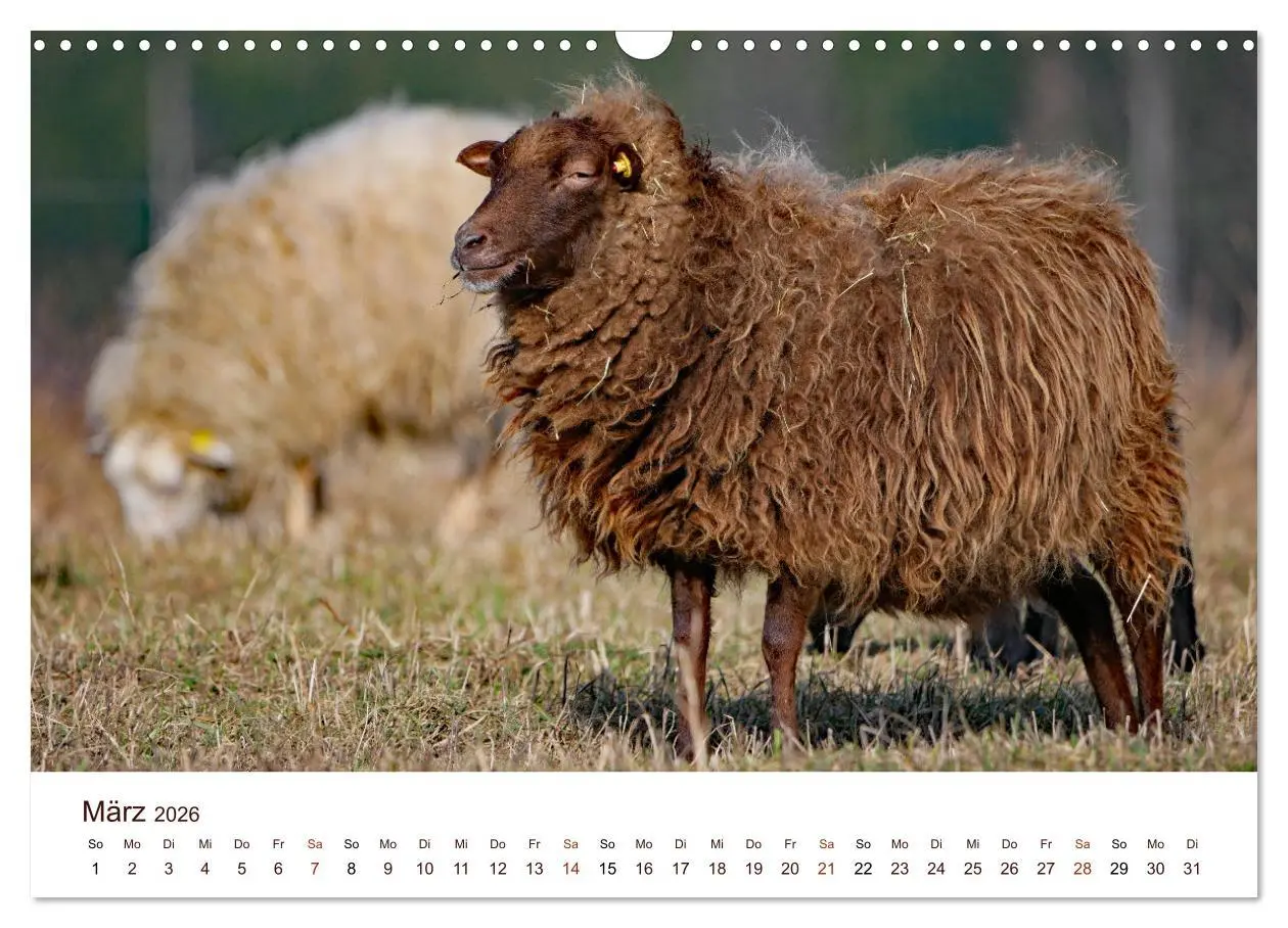 Bild: 9783457740477 | Schöne Schafe (Wandkalender 2026 DIN A3 quer), CALVENDO Monatskalender