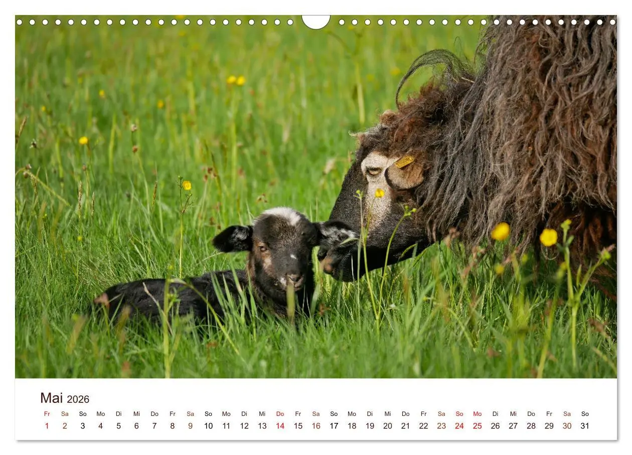 Bild: 9783457740477 | Schöne Schafe (Wandkalender 2026 DIN A3 quer), CALVENDO Monatskalender