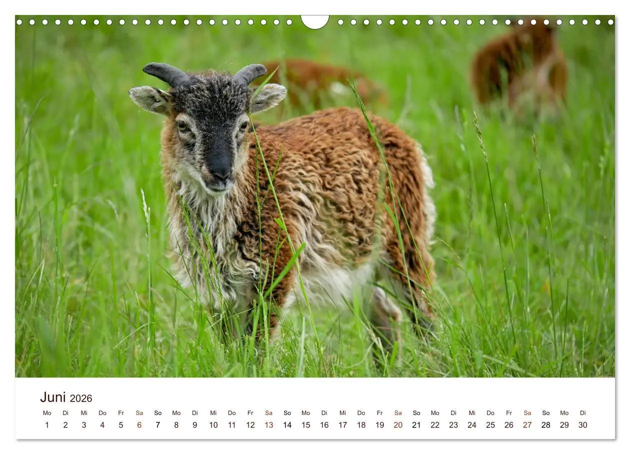 Bild: 9783457740477 | Schöne Schafe (Wandkalender 2026 DIN A3 quer), CALVENDO Monatskalender