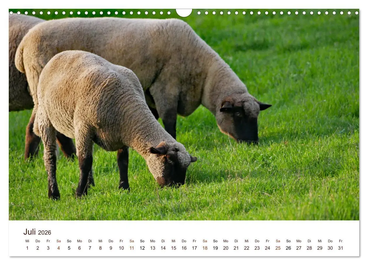 Bild: 9783457740477 | Schöne Schafe (Wandkalender 2026 DIN A3 quer), CALVENDO Monatskalender
