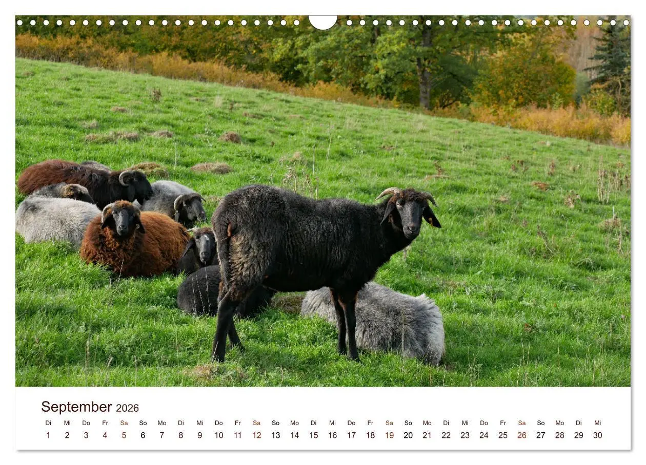 Bild: 9783457740477 | Schöne Schafe (Wandkalender 2026 DIN A3 quer), CALVENDO Monatskalender