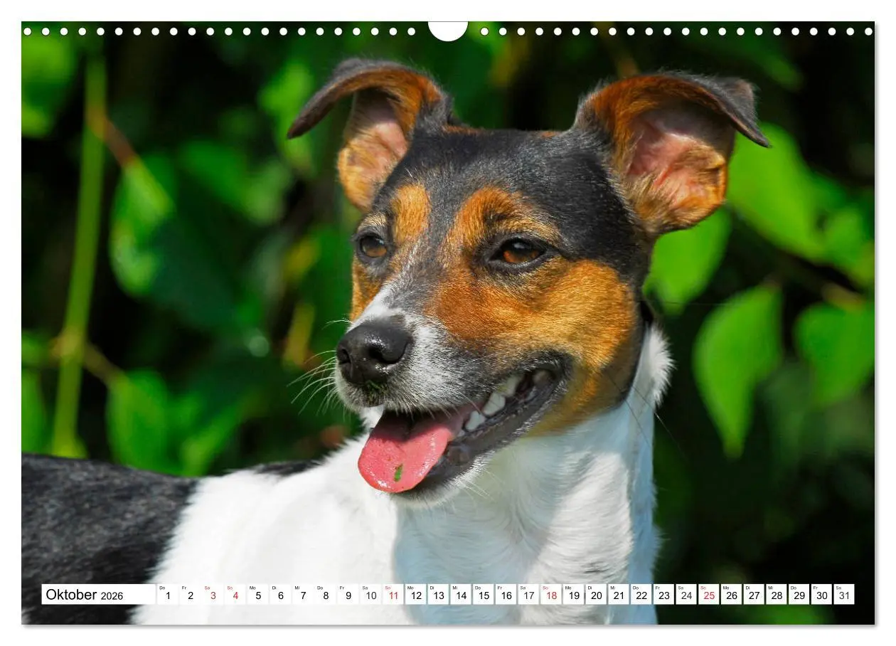 Bild: 9783457810477 | 100000 Volt auf vier Pfoten - Jack und Parson Russell Terrier...
