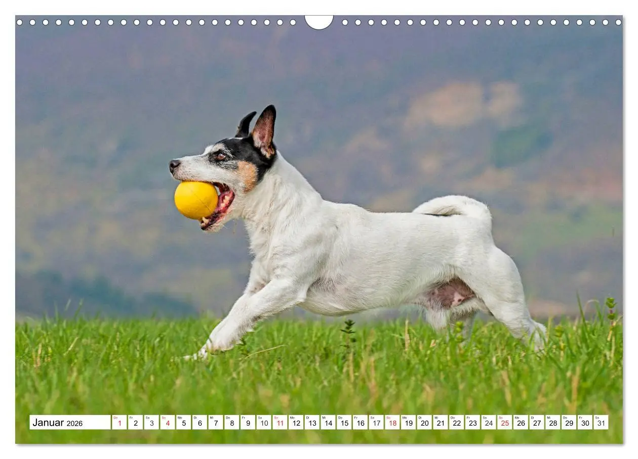 Bild: 9783457810477 | 100000 Volt auf vier Pfoten - Jack und Parson Russell Terrier...
