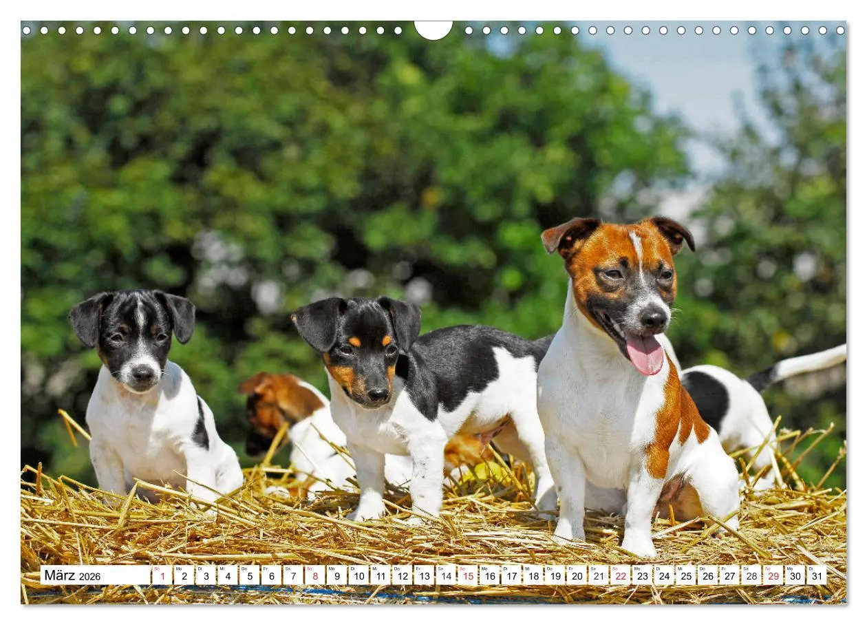 Bild: 9783457810477 | 100000 Volt auf vier Pfoten - Jack und Parson Russell Terrier...