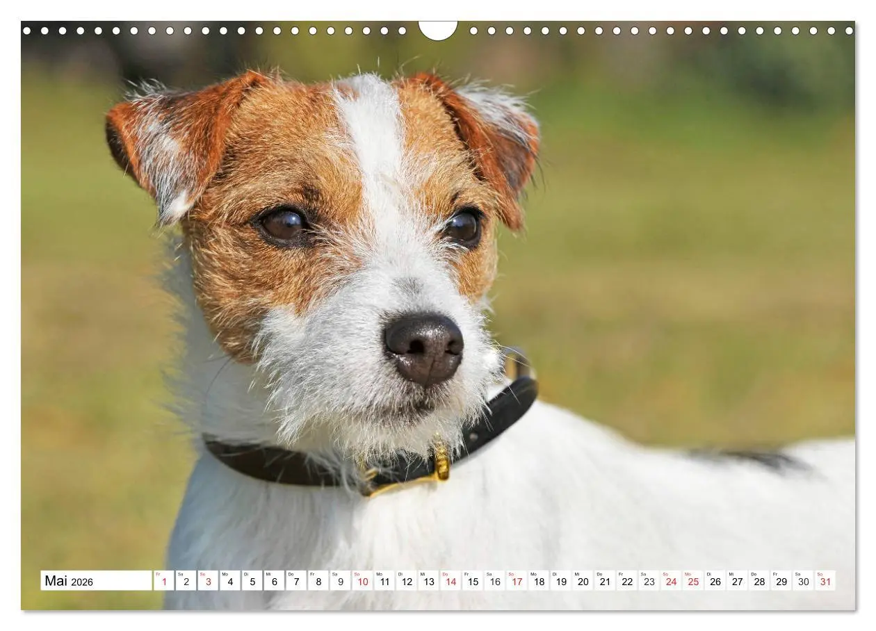 Bild: 9783457810477 | 100000 Volt auf vier Pfoten - Jack und Parson Russell Terrier...