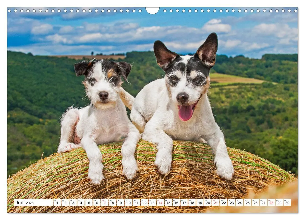 Bild: 9783457810477 | 100000 Volt auf vier Pfoten - Jack und Parson Russell Terrier...