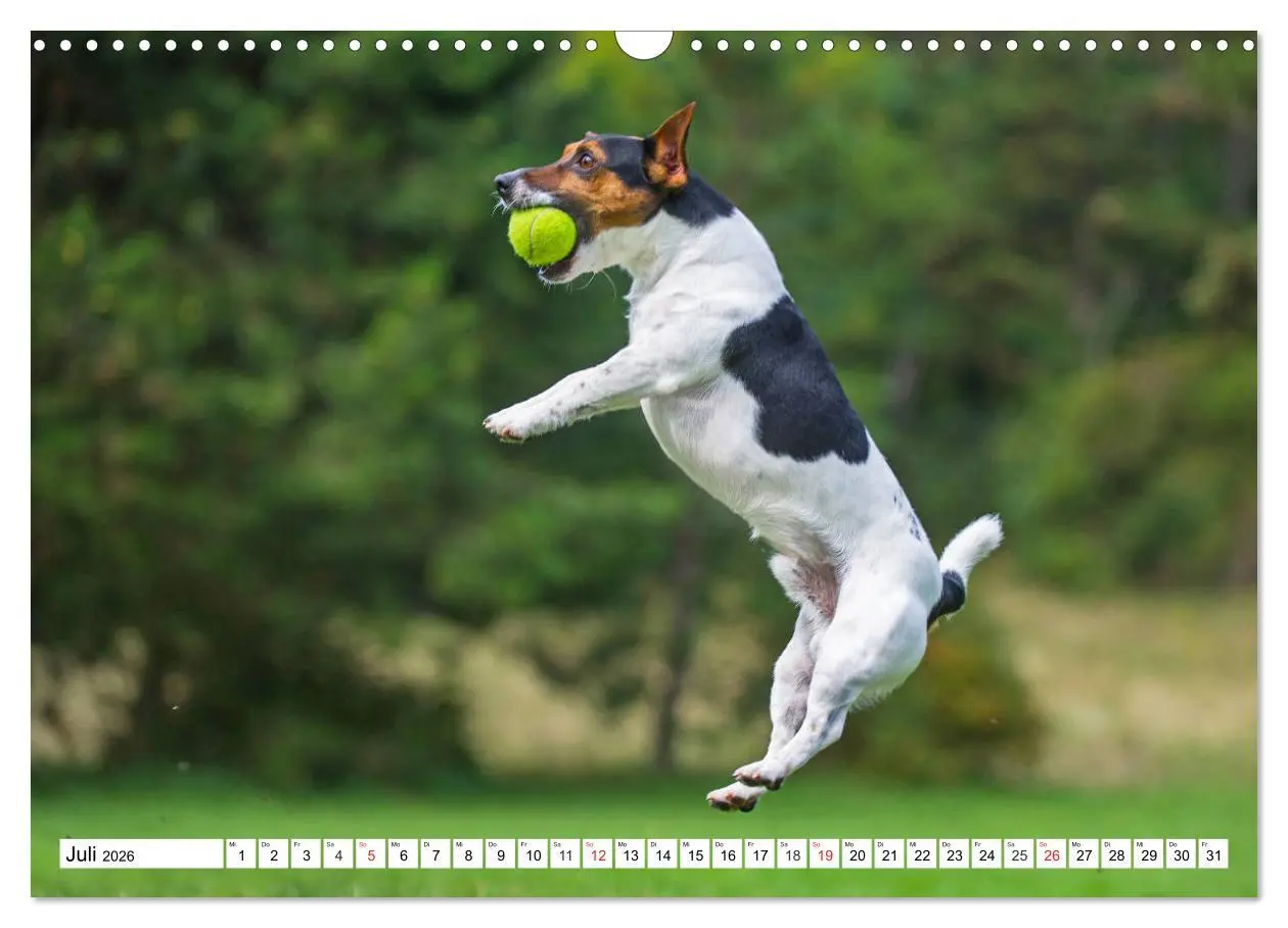 Bild: 9783457810477 | 100000 Volt auf vier Pfoten - Jack und Parson Russell Terrier...