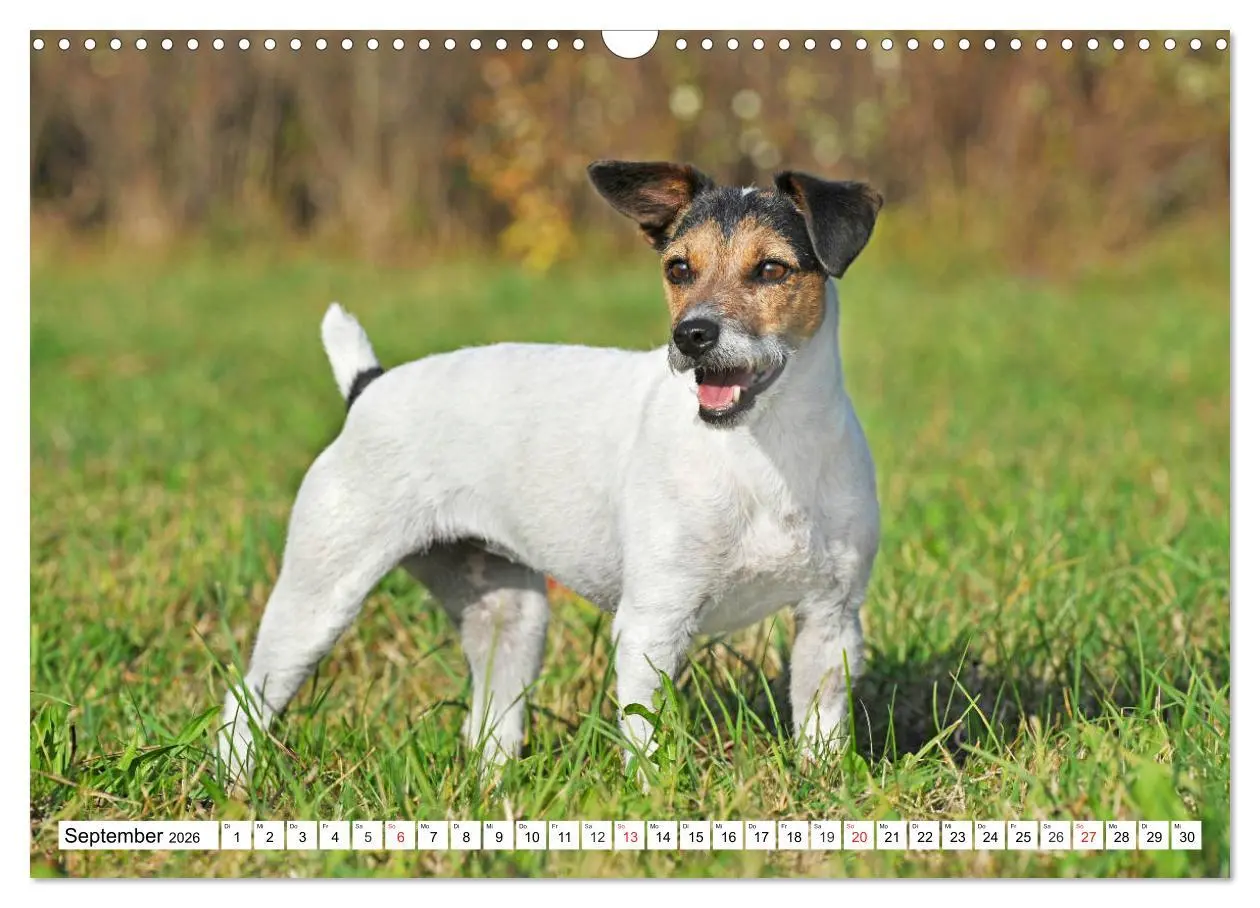 Bild: 9783457810477 | 100000 Volt auf vier Pfoten - Jack und Parson Russell Terrier...