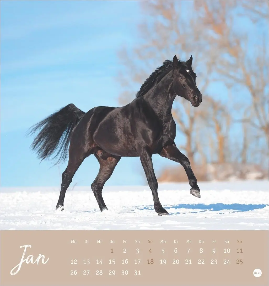 Bild: 9783756410477 | Pferde Postkartenkalender 2026 - Starke Freunde | Sabine Stuewer