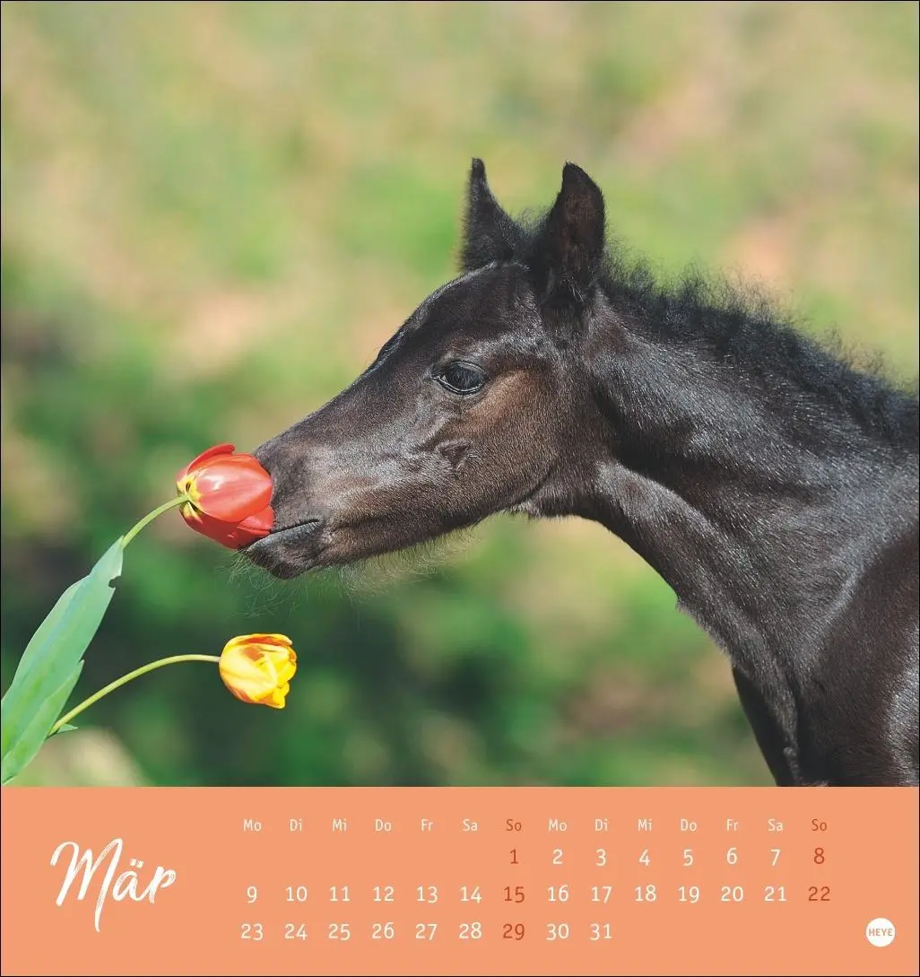 Bild: 9783756410477 | Pferde Postkartenkalender 2026 - Starke Freunde | Sabine Stuewer