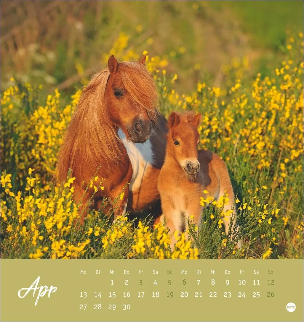 Bild: 9783756410477 | Pferde Postkartenkalender 2026 - Starke Freunde | Sabine Stuewer