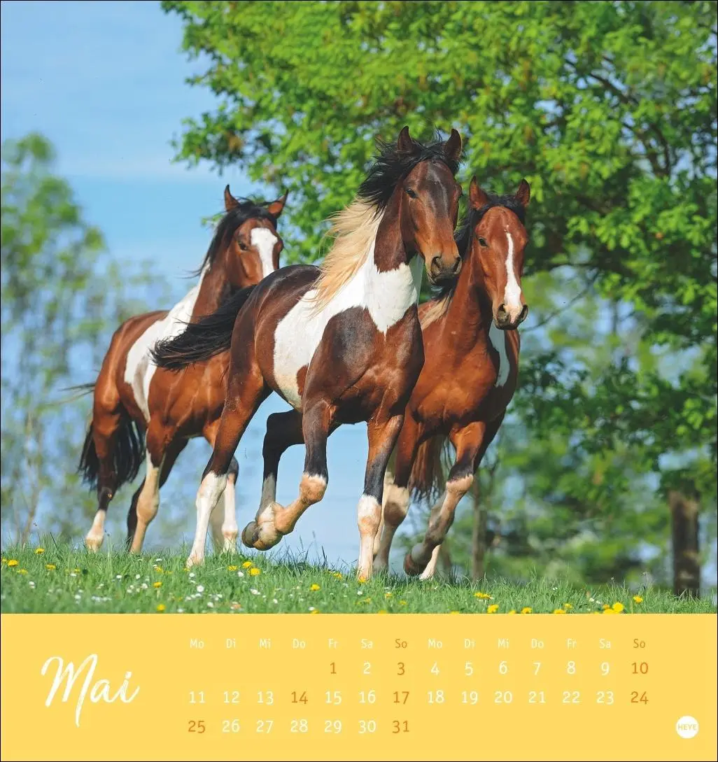 Bild: 9783756410477 | Pferde Postkartenkalender 2026 - Starke Freunde | Sabine Stuewer