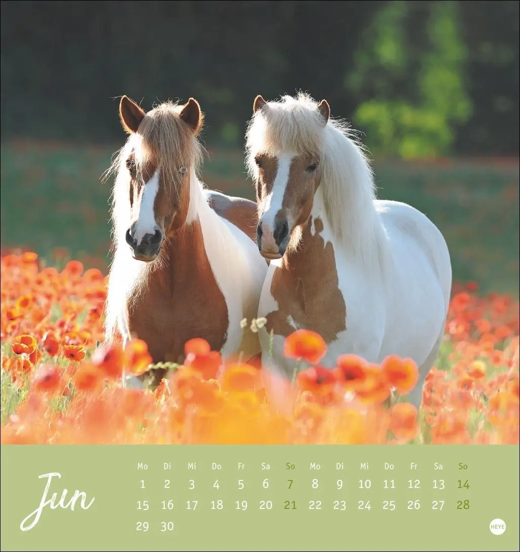 Bild: 9783756410477 | Pferde Postkartenkalender 2026 - Starke Freunde | Sabine Stuewer