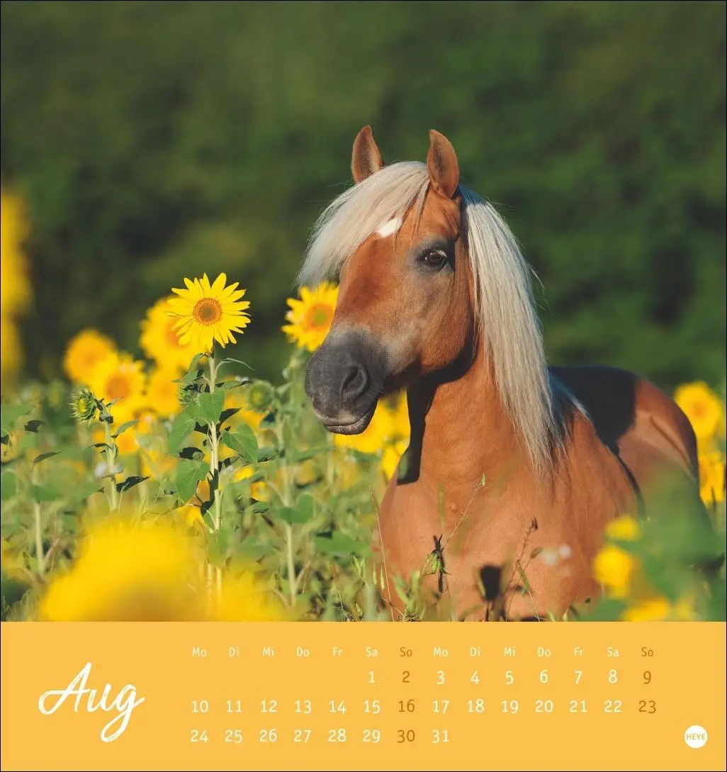 Bild: 9783756410477 | Pferde Postkartenkalender 2026 - Starke Freunde | Sabine Stuewer