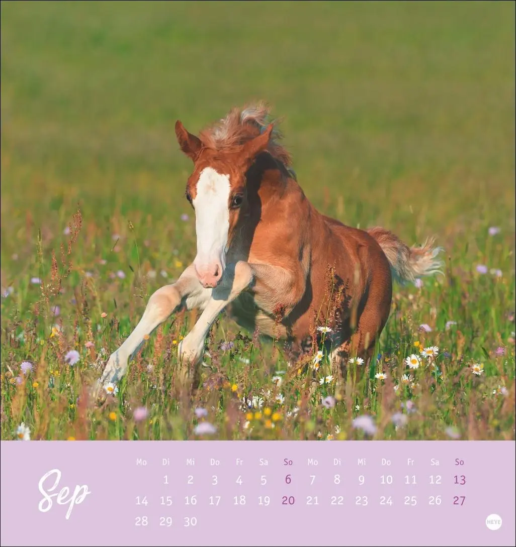 Bild: 9783756410477 | Pferde Postkartenkalender 2026 - Starke Freunde | Sabine Stuewer