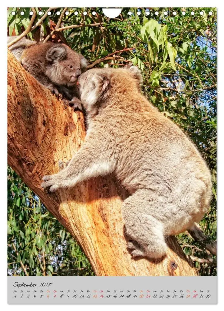 Bild: 9783435950577 | Koala, kleiner Bär (Wandkalender 2025 DIN A4 hoch), CALVENDO...