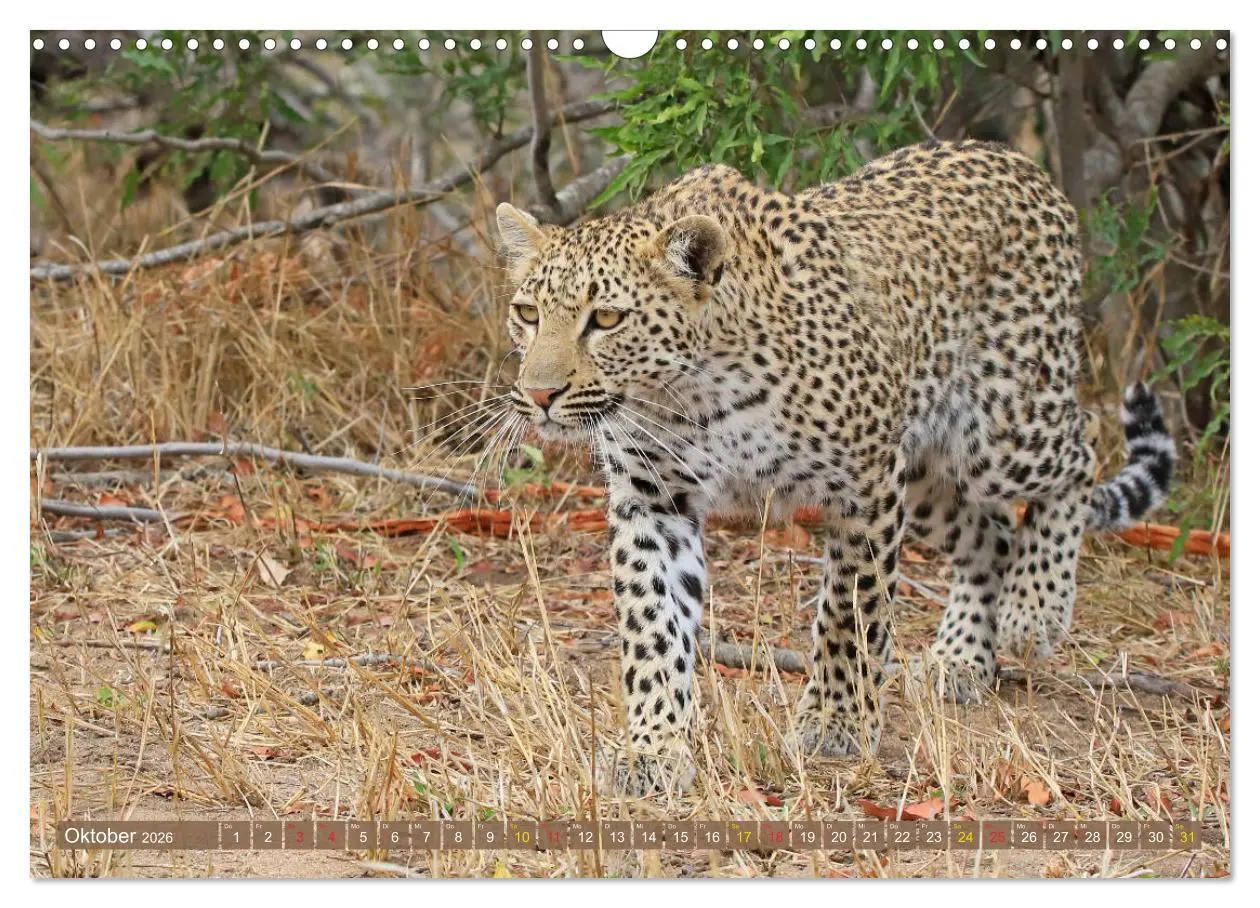 Bild: 9783516050677 | Löwen und Leoparden - Begegnungen in Afrika (Wandkalender 2026 DIN...