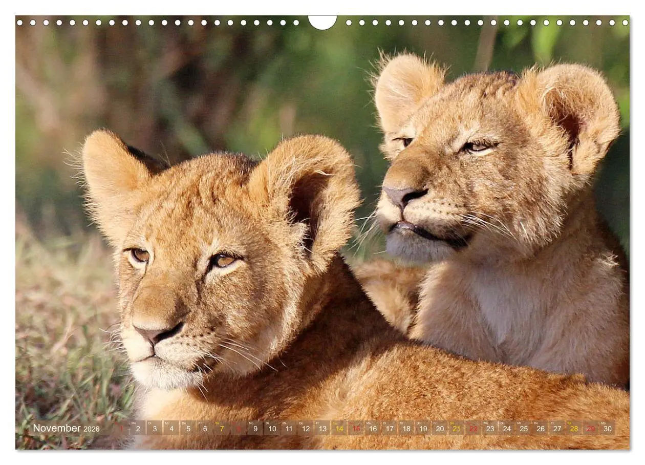 Bild: 9783516050677 | Löwen und Leoparden - Begegnungen in Afrika (Wandkalender 2026 DIN...