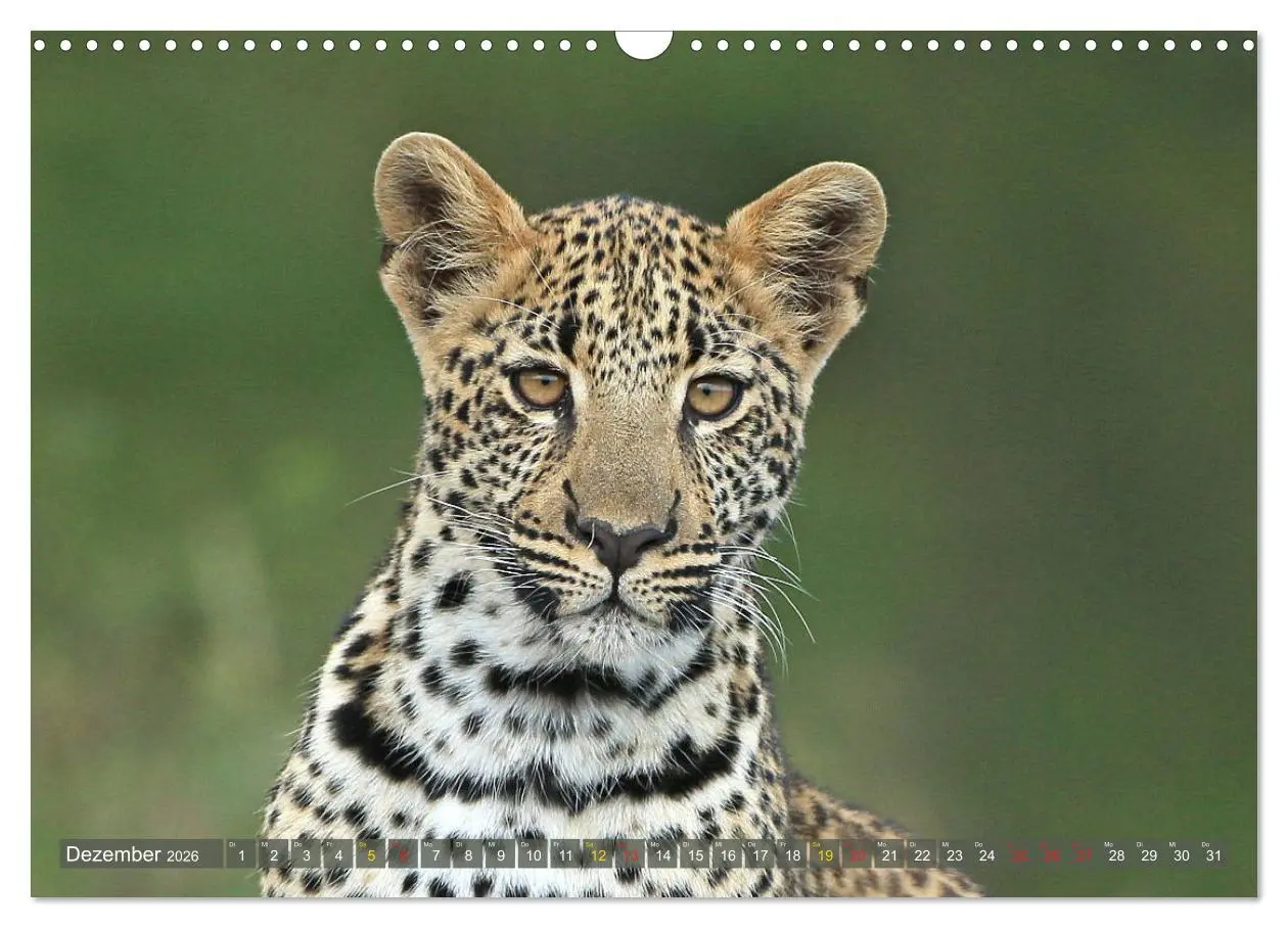Bild: 9783516050677 | Löwen und Leoparden - Begegnungen in Afrika (Wandkalender 2026 DIN...