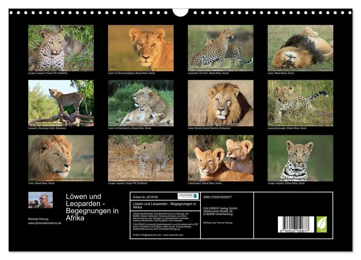 Bild: 9783516050677 | Löwen und Leoparden - Begegnungen in Afrika (Wandkalender 2026 DIN...