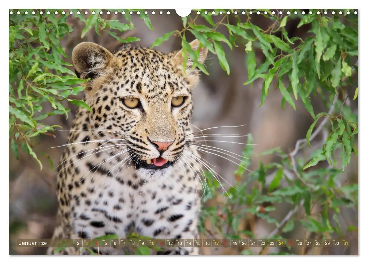 Bild: 9783516050677 | Löwen und Leoparden - Begegnungen in Afrika (Wandkalender 2026 DIN...