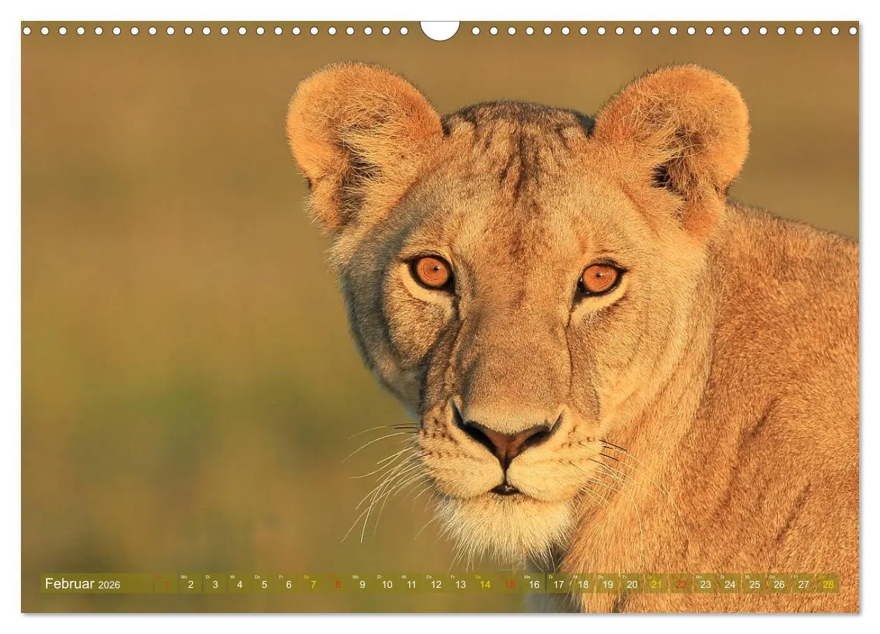 Bild: 9783516050677 | Löwen und Leoparden - Begegnungen in Afrika (Wandkalender 2026 DIN...