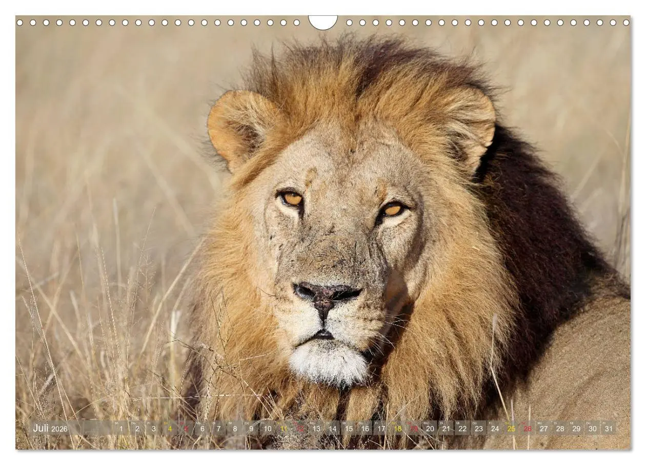 Bild: 9783516050677 | Löwen und Leoparden - Begegnungen in Afrika (Wandkalender 2026 DIN...