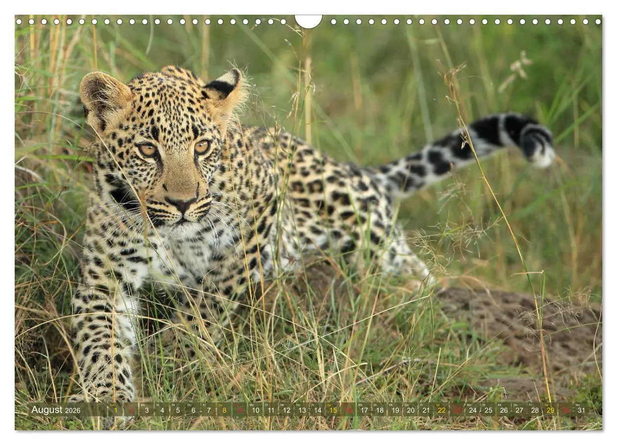 Bild: 9783516050677 | Löwen und Leoparden - Begegnungen in Afrika (Wandkalender 2026 DIN...