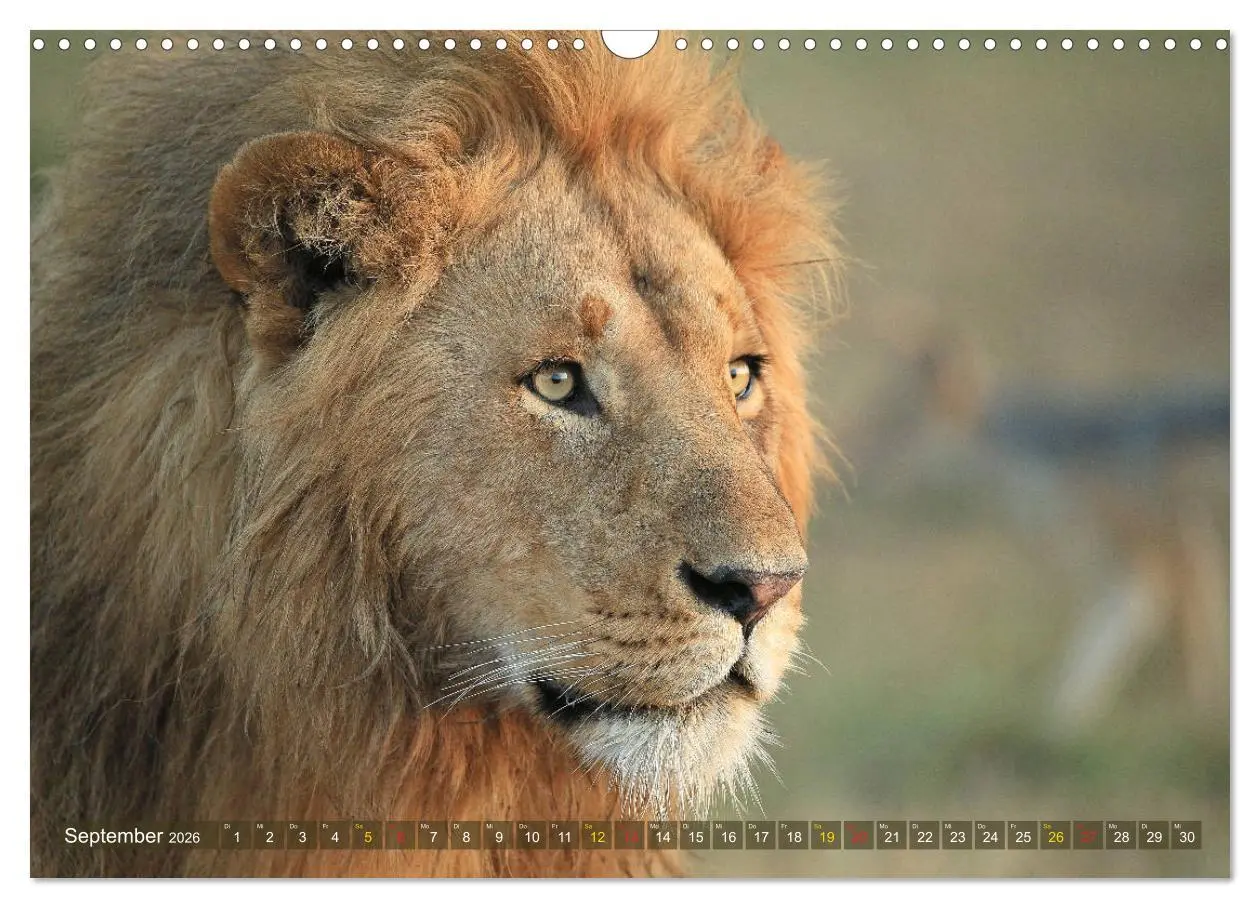 Bild: 9783516050677 | Löwen und Leoparden - Begegnungen in Afrika (Wandkalender 2026 DIN...