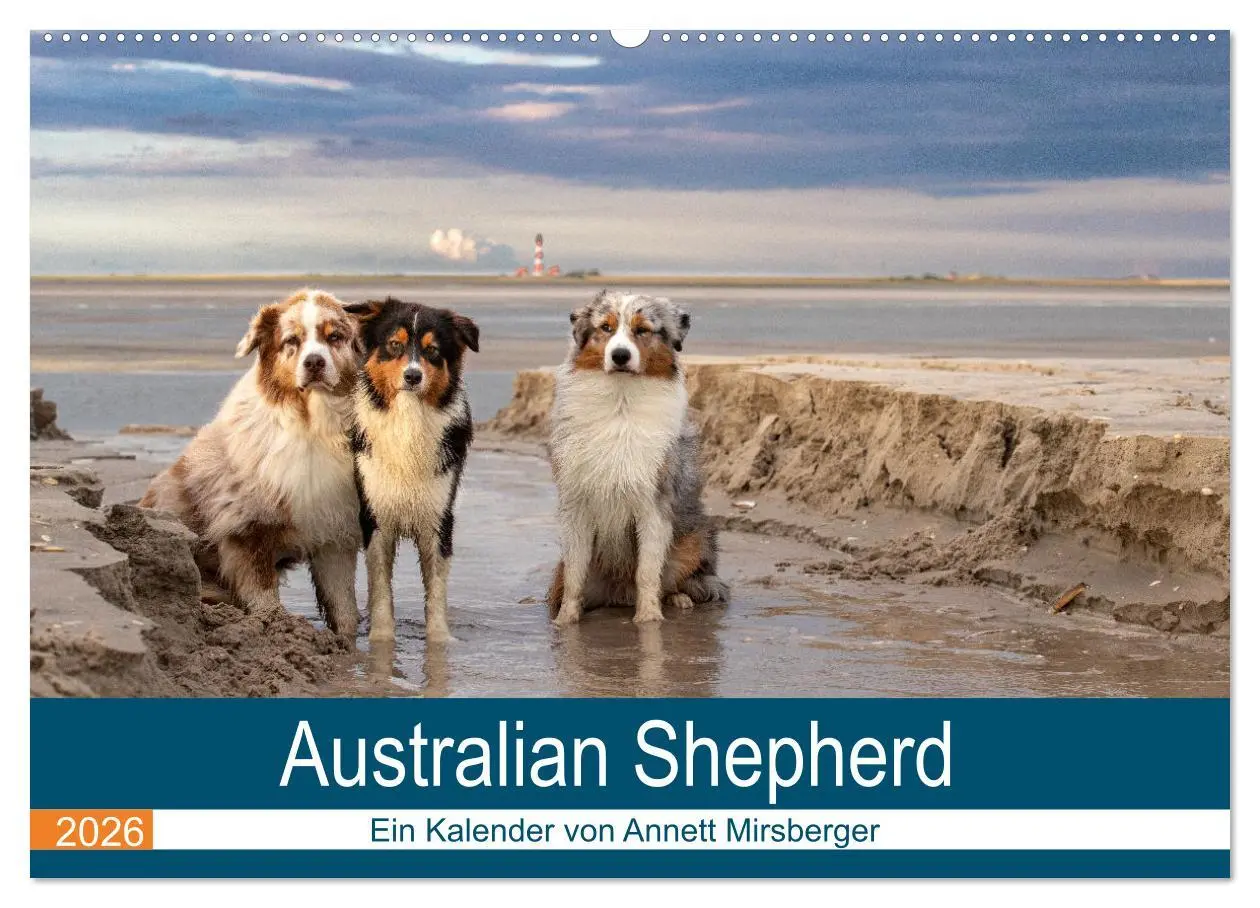 Cover: 9783516120677 | Australian Shepherd 2026 (Wandkalender 2026 DIN A2 quer), CALVENDO...
